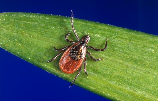 PHOTO: A new National Wildlife Federation report says climate change is creating favorable conditions for bothersome pests in Ohio, including the black-legged deer tick. Photo courtesy Centers for Disease Control and Prevention.