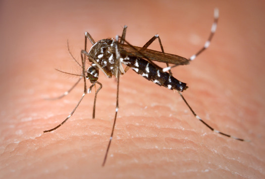 PHOTO: A new report from the National Wildlife Federation outlines how climate change is connected to a proliferation of menacing outdoor pests, such as the Asian tiger mosquito which is found in Arkansas. Photo credit: CDC/James Gathany