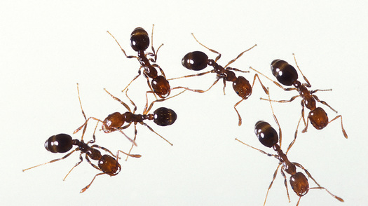 PHOTO: Fire ants are a non-native species threatening more areas of North Carolina. Scientists say that's due in part to warmer temperatures. Photo courtesy National Wildlife Federation