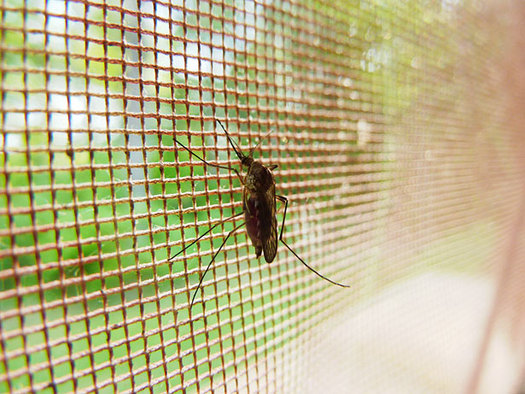 PHOTO: A new National Wildlife Federation report says climate change is prompting bigger populations of familiar pests and insects, as well as some not seen before in Pennsylvania. Photo credit: Charles Rondeau/publicdomainpictures.net
