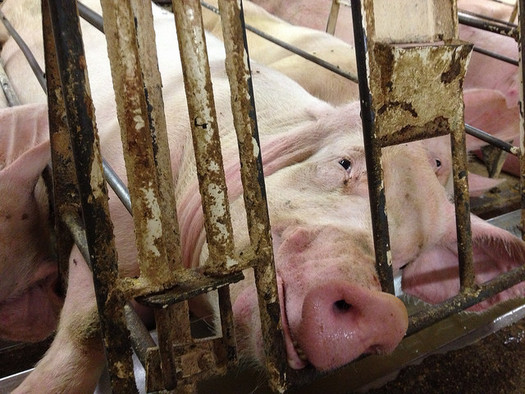 PHOTO: A legal complaint has been served over the odors emanating from a Minnesota pig farm with Iowa owners, with the plaintiffs claiming the stench is making their lives miserable. Photo credit: Mercy for Animals/Flickr.