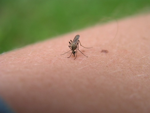 PHOTO: Climate change is projected to bring about an earlier emergence of mosquitoes in the spring, and could bring certain disease-carrying varieties not normally found in Michigan to the state, according to a new report from the National Wildlife Federation. Photo courtesy of National Wildlife Federation.