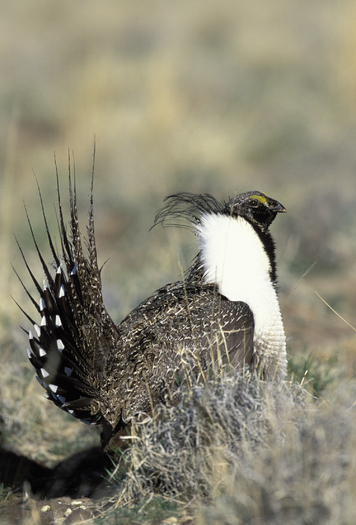 PHOTO: Agriculture and conservation groups are reaching out to the oil and gas industry to collaborate to keep the greater sage grouse off the Endangered Species list. Photo credit: U.S. Fish and Wildlife Service/Gary Kramer.
