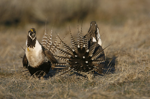 PHOTO: Agriculture and conservation groups are coming together to reach out to the oil and gas industry to collaborate on a plan to ensure the survival of the greater sage grouse, and help keep the bird off the Endangered Species list. Photo credit: U.S. Fish and Wildlife Service.