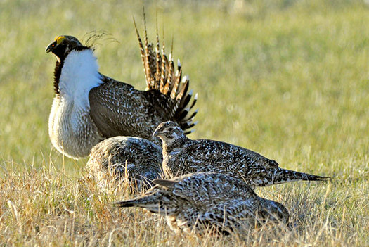 PHOTO: Several conservation groups are calling on an oil and gas group to work together on voluntary conservation efforts that can help the greater sage grouse from being listed as a threatened species. Photo credit: U.S. Fish and Wildlife Service.