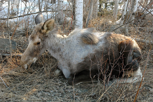 PHOTO: Moose infected with winter ticks are often called 