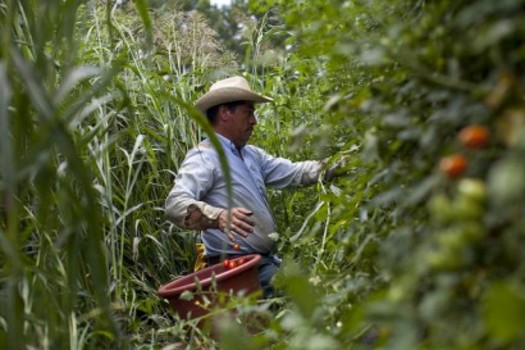 PHOTO: New University of Indiana research has found that most temporary workers from Mexico who get work visas are no better off than those who are undocumented. Photo credit: Bread for the World/Flickr.