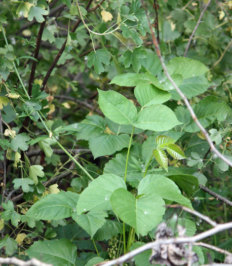 PHOTO: A new report from the National Wildlife Federation outlines how climate change is connected to a proliferation of menacing outdoor pests, from poison ivy to ticks. Photo credit: Deborah C. Smith