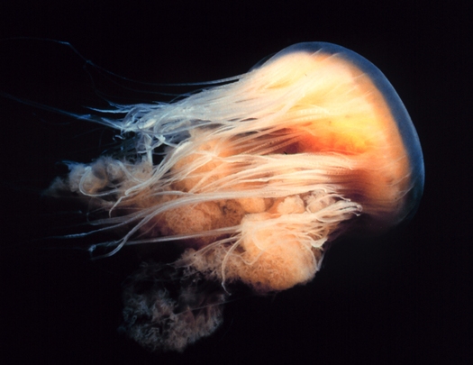 PHOTO: Warming surface temperatures associated with climate change are one factor in the rising population of jellyfish at Florida beaches, according to a National Wildlife Federation report. Photo courtesy: NOAA