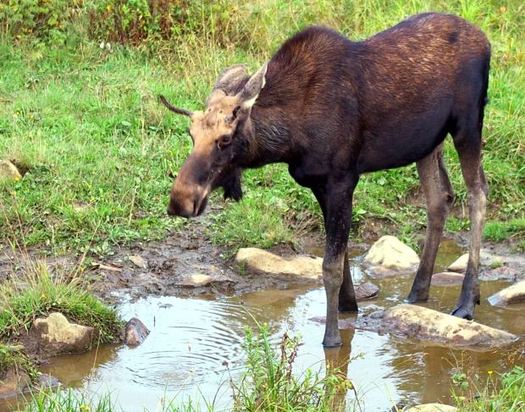 PHOTO: A new report from the National Wildlife Federation finds winter ticks are becoming more abundant in New Hampshire, in part because of less severe winters. The ticks pose a threat to the depleted New England moose population. Photo credit: Paul Anderson/Morguefile.