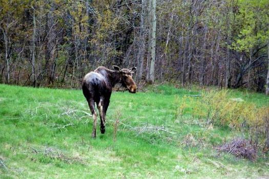 PHOTO: A new report from the National Wildlife Federation finds winter ticks are becoming more abundant in Maine, in part because of less severe winters. The ticks pose a threat to the depleted New England moose population. Photo credit: Paul Anderson/Morguefile.