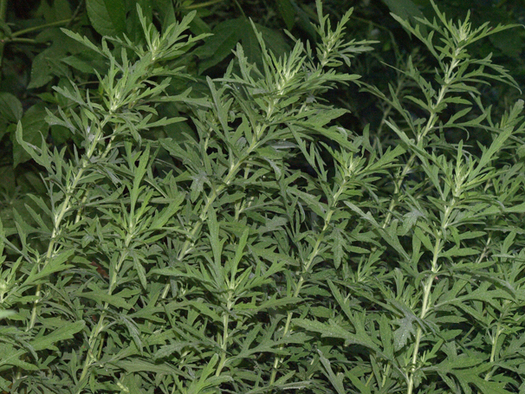 PHOTO: Ragweed pollen is a principal source of allergy misery for millions of people every fall. The Wisconsin Asthma Coalition says it's important for sufferers to develop an asthma and allergy plan with their doctor. Photo courtesy of University of Texas.