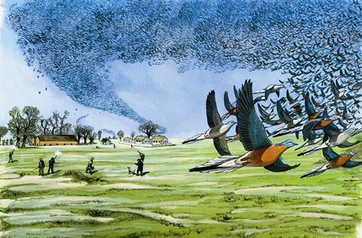 IMAGE: Passenger pigeons once numbered in the billions in North America and were easy targets for hunters as they flew in such large numbers. Artist and palaeontologist Julian Pender Hume has studied and written extensively about them, and other birds now extinct. Image used with permission of Hume.