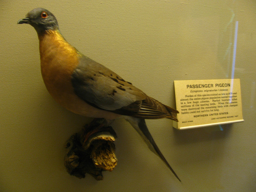 PHOTO: Monday is the anniversary of the extinction of the passenger pigeon. The bird once numbered around 5 billion in North America; today, you can only see specimens in museums. Photo credit: Alison/Flickr.