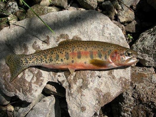 PHOTO: Conservation of west-slope cutthroat trout habitat connected to Tenderfoot Creek is one of the case studies in a new report about how Land and Water Conservation Fund projects benefit local recreation economies. The report also calls for the fund to be reauthorized at its full amount next year. Photo credit: National Park Service