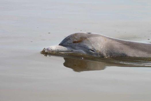 PHOTO: Four years after the Gulf oil disaster, dolphins and sea turtles are still dying in high numbers in areas affected by the oil. Photo credit: Mandy Tumlin, Louisiana Department of Wildlife and Fisheries.