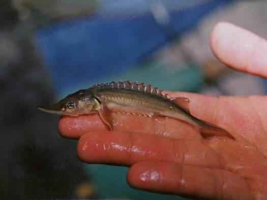 PHOTO: This tiny sturgeon fry could grow up to be 5 to 6 feet in length, and can live for 70 years or more. This weekend's Columbia River Sturgeon Festival in Vancouver, Wash. pays tribute to this prehistoric fish species. Photo courtesy Wash. Dept. of Fish and Wildlife.
