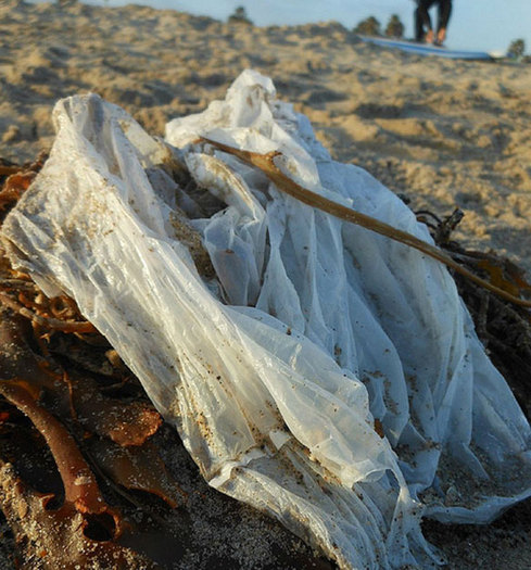 PHOTO: California is poised to become the first state in the nation to institute a statewide ban on single-use grocery store plastic bags. Advocates say New York is working to keep pace. Photo courtesy of Heal the Bay.