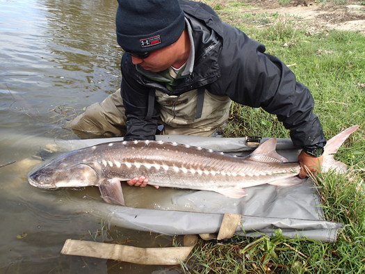 living dinosaur fish