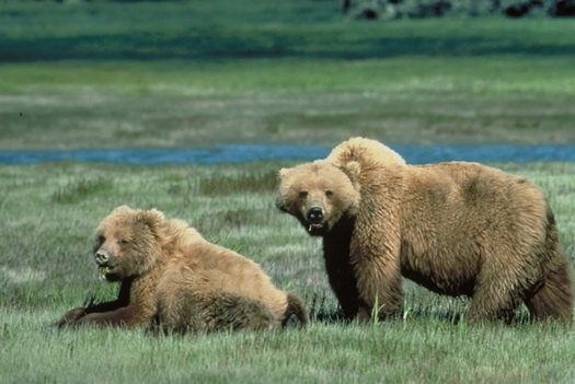 PHOTO: The U.S. Fish and Wildlife Service has increased the number of anticipated grizzly bear killings to 11, due to conflicts with livestock on public lands. Photo credit: Chris Servheen/USFWS