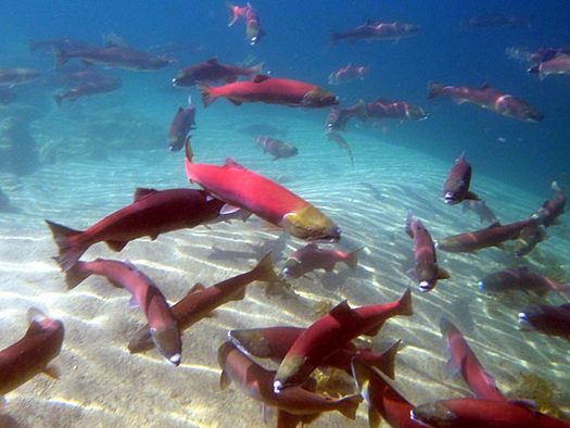 PHOTO: Idaho's Snake River sockeye salmon is one of the species found in Idaho listed in a new report of plants and animals experiencing dramatic population declines. Photo courtesy of NOAA/IDFG