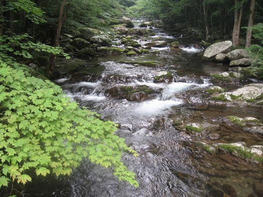 PHOTO: Conservationists are concerned about the potential impact of a huge natural-gas pipeline on parts of the Monongahela and George Washington national forests, such as Laurel Creek in the GW. Photo courtesy of Wild Virginia.