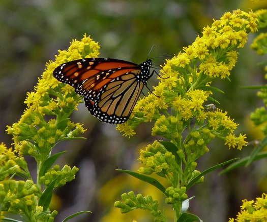 PHOTO: The monarch butterfly is one of the species found in Indiana that are listed in a new report about plants and animals experiencing dramatic population declines. Photo credit: Dendroica cerulea/Flickr.