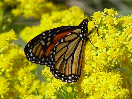 PHOTO: The monarch butterfly is one of the species seen in Maryland this time of year that are listed in a new report about plants and animals experiencing dramatic population declines. Photo credit: National Park Service