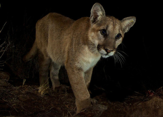 PHOTO: A juvenile mountain lion in the Santa Monica Mountains near Malibu Creek State Park. A wildlife crossing has been proposed along the 101 freeway near Agoura Hills, where the route crosses a major wildlife corridor between the Simi Hills and Santa Monica Mountains. Photo credit: National Park Service.