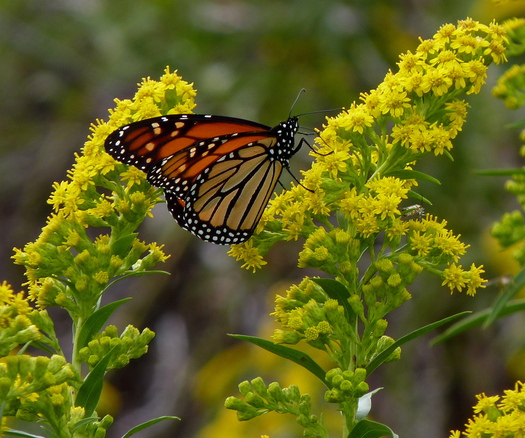 PHOTO: The monarch butterfly is one of the species found in Minnesota that are listed in a new report about plants and animals experiencing dramatic population declines. Photo credit: Dendroica cerulea/Flickr.