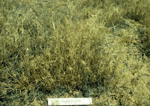 PHOTO: Montana farmers and ranchers gathered in Bozeman to learn more about weeds, pests and other issues related to climate change. Cheatgrass (Bromus tectorum) thrives when temperatures and carbon dioxide levels rise. Photo courtesy of the U.S. Geological Survey.