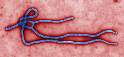 PHOTO: With the announcement that the first person to be diagnosed with Ebola while in the U.S. has died, state health officials are preparing for if, or when, the deadly virus will appear locally. Photo credit: CDC Global/Flickr.