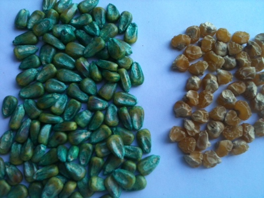 PHOTO: In his presentations about crop science, Ray Seidler shows people two types of corn seed. The yellow seed is conventional; the blue is genetically engineered, and coated with chemical pesticides. Photo courtesy of Seidler.