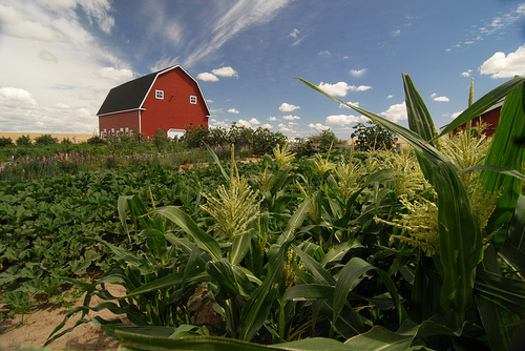 PHOTO: Changes to USDA loan programs have increased their flexibility, and could help more beginning farmers develop their faming business and grow a profit. Photo credit: Ron Nichols/NRCS.