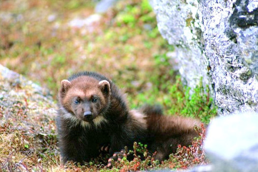 PHOTO: A U.S. Fish and Wildlife Service decision against listing wolverines as threatened under the Endangered Species Act is being challenged in court. Photo courtesy of the U.S. Fish and Wildlife Service.