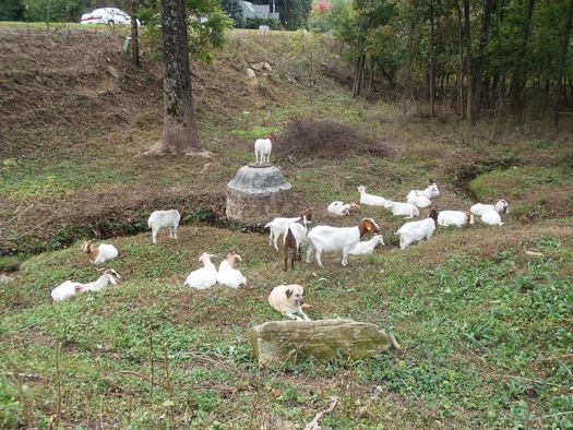 PHOTO: These goats (and a canine friend) are taking a break on a big job. Wells Farm rents them out to help eradicate invasive kudzu on protected lands. Photo courtesy of Pacolet Area Conservancy.