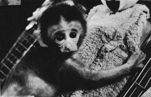 PHOTO: The Animal Legal Defense Fund (ALDF) has filed a lawsuit against the University of WisconsinMadison over what the group claims is lack of transparency regarding its planned testing of baby primates. Photo courtesy of the Animal Legal Defense Fund.