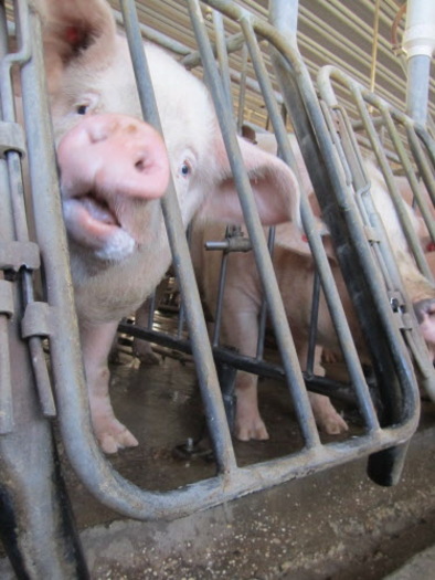 PHOTO: The Humane Society of the United States is calling for greater protections for livestock on farms, in North Carolina and the rest of the country. The group says this year, more than 400,000 animals have died in fires on large, industrial farms. Photo courtesy of HSUS.