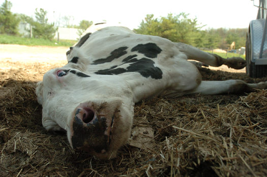 PHOTO: Workers can help report abuse of farm animals with a new national tip line. Photo credit: Kathy Milani/Humane Society of the United States.