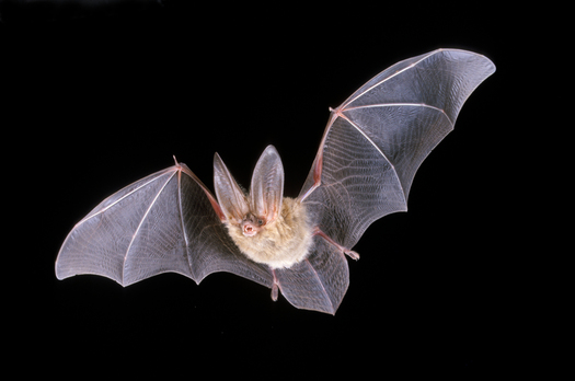 PHOTO: Bats are helpful to New Mexico farmers and people in general, despite being a mainstay among the Halloween creatures that may cause fear in some people. Photo courtesy of the New Mexico Energy, Minerals and Natural Resources Department.