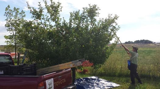 Photo: Branch Out Cider collects apples from yards, gardens and acreages around Fort Collins to make their award-winning cider. Photo courtesy: Branch Out Cider