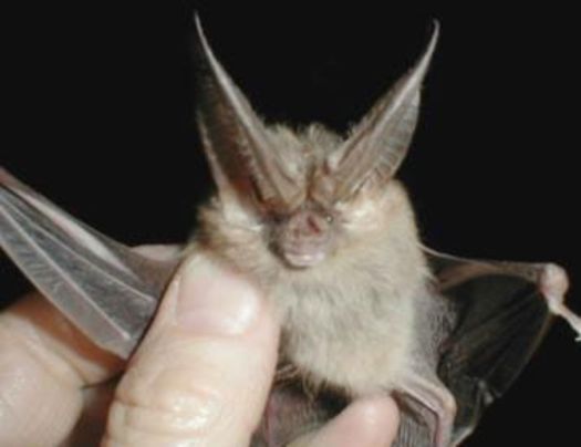 PHOTO: Halloween wraps up National Bat Week. The Townsend's big-eared bat is one of 15 species that live in Washington, and almost all are suffering population loss. Photo courtesy of BLM. 