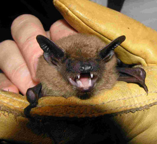 PHOTO: Halloween wraps up National Bat Week. The big brown bat is one of 16 types of bats found in Wyoming. They all feast on insects. Photo courtesy of U.S. Forest Service.