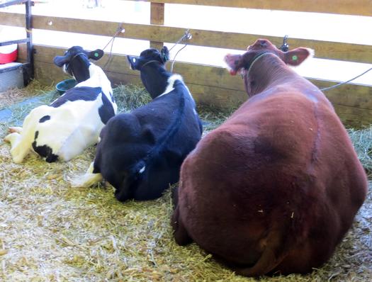 PHOTO: A new national tip line established by the Humane Society of the U.S. gives farm and livestock workers in Michigan and across the U.S. an anonymous option to report the abuse of farm animals. Photo credit: Andrea Church/Morguefile.