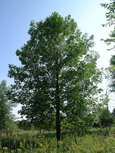 PHOTO: Scientists once feared Michigan had no remaining healthy ash trees like this one. However since spotting and analyzing a few, the search is now on for more survivors of the emerald ash borer. Photo courtesy of US Department of Agriculture Forest Service. 