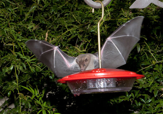 PHOTO: Bats are helpful to Arizona farmers and people in general, despite being a mainstay among the Halloween creatures that may cause fear in some people. Photo courtesy of the U.S. Fish and Wildlife Service. 