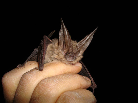 PHOTO: Bats are helpful to Nevada farmers and people in general, despite being a mainstay among the Halloween creatures that may cause fear in some people. Photo courtesy of the U.S. Department of the Interior.