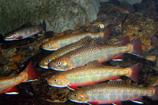 PHOTO: Worried about losses to wildlife, including brook trout now gone from a third of their former homes in Appalachia's cold-water streams, outdoor groups are backing EPA limits on greenhouse gasses. Picture of native brook trout from the U.S. Fish and Wildlife Service.