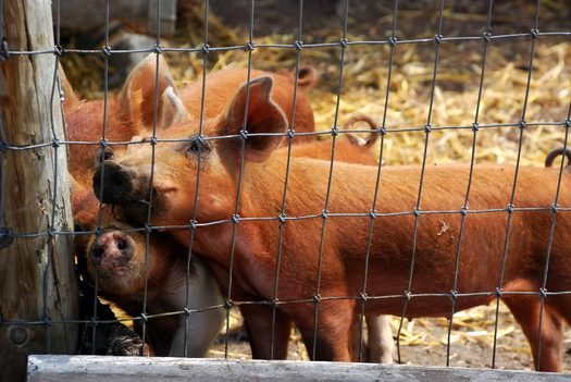 PHOTO: Three groups are suing the FDA over their approval of new combinations of growth-enhancing drugs to be administered to millions of animals raised for food, including pigs. Photo credit: penywise/morguefile.