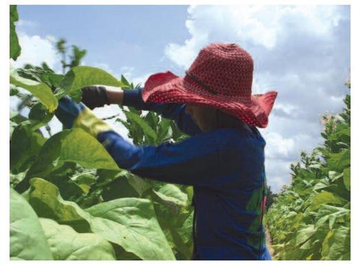 PHOTO: According to reports from Oxfam America and Human Rights Watch, children half the smoking age are working in America's tobacco fields, including this fifteen-year-old in North Carolina. Photo by Marcus Bleasdale for Human Rights Watch.